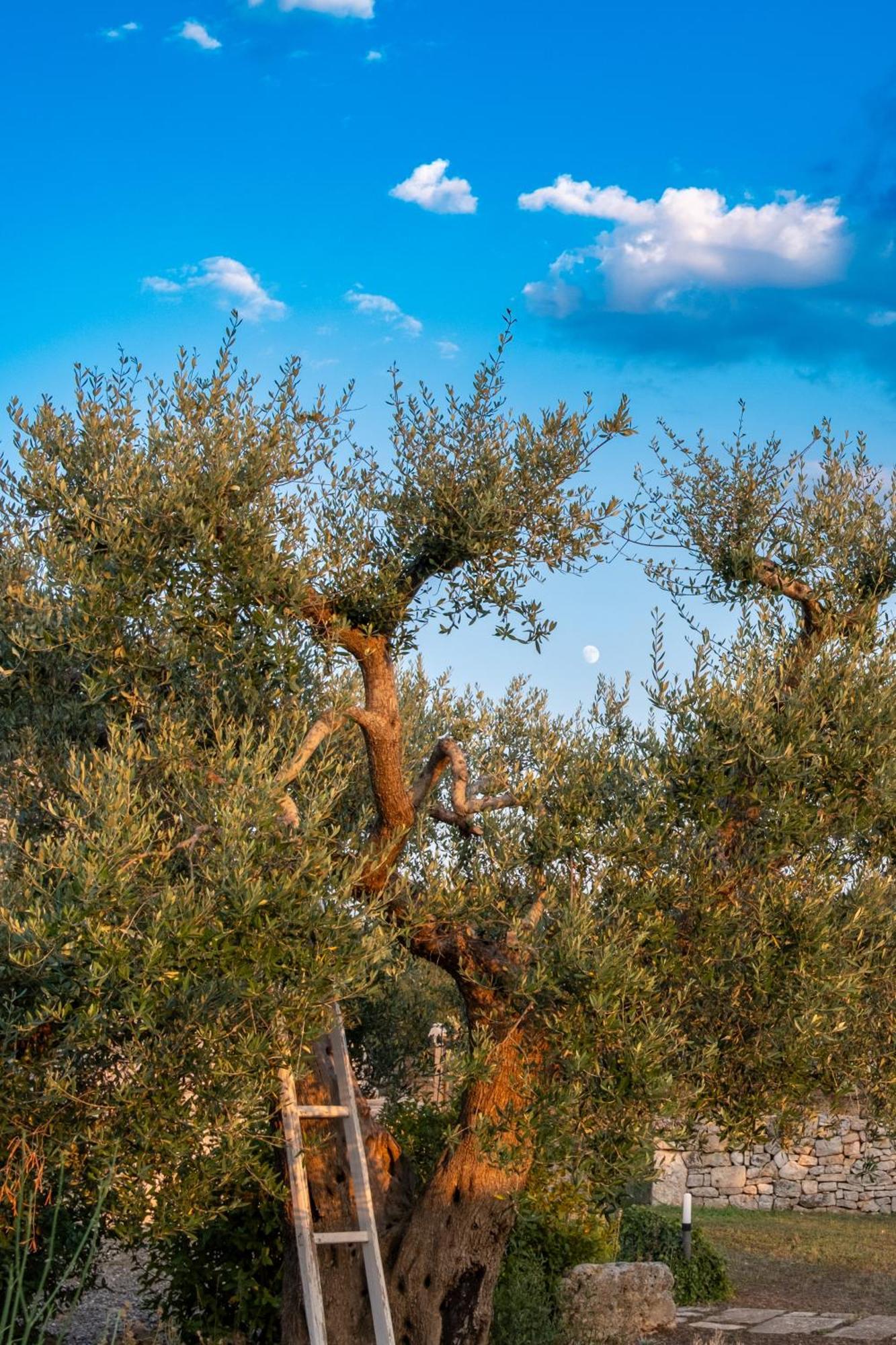 Trulli Paparale Alberobello Zewnętrze zdjęcie